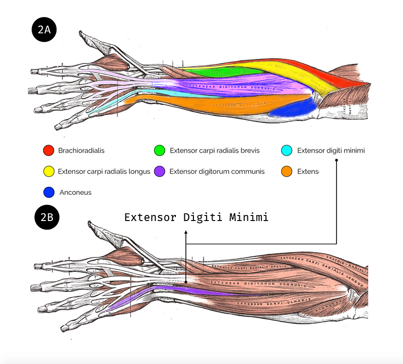 Extensor digiti minimi